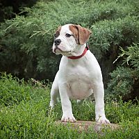 Americký buldog šteniatko