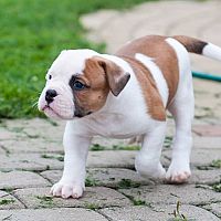 Americký buldog šteniatko prechádzka