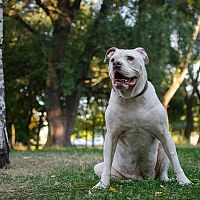 Americký buldog v lese