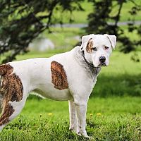 Americký buldog v záhrade