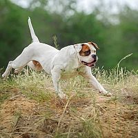 Americký buldog beh